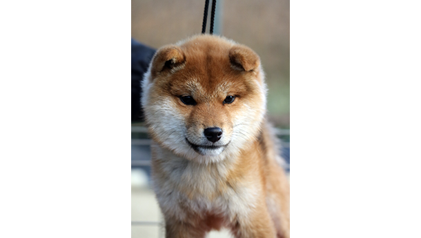 丸い顔立ちで健康的に育っている赤柴の子犬が正面を向いてる様子