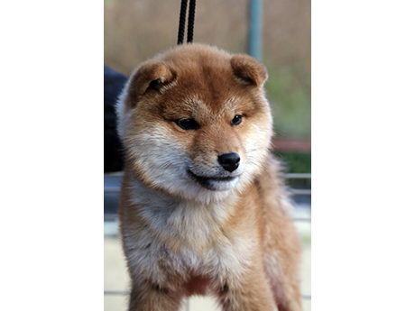 丸い顔立ちで健康的に育っている赤柴の子犬が正面を向いてる様子