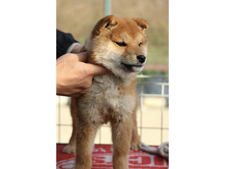 丸い顔立ちで健康的に育っている赤柴の子犬