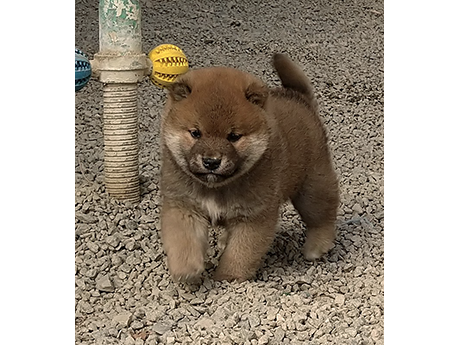 砂利の上を元気に歩く赤柴の子犬がこちらに近づいてくる様子