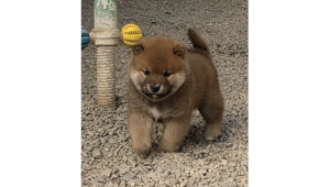 砂利の上を元気に歩く赤柴の子犬がこちらに近づいてくる様子