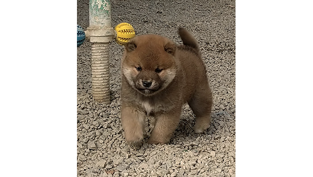 砂利の上を元気に歩く赤柴の子犬がこちらに近づいてくる様子