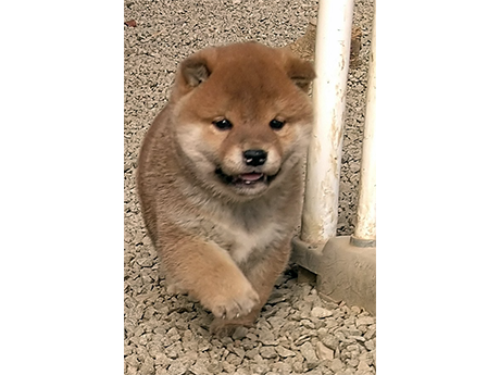 砂利の上を元気に歩く赤柴の子犬がこちらに近づいてくる様子