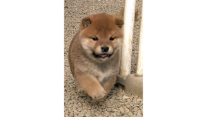 砂利の上を元気に歩く赤柴の子犬がこちらに近づいてくる様子