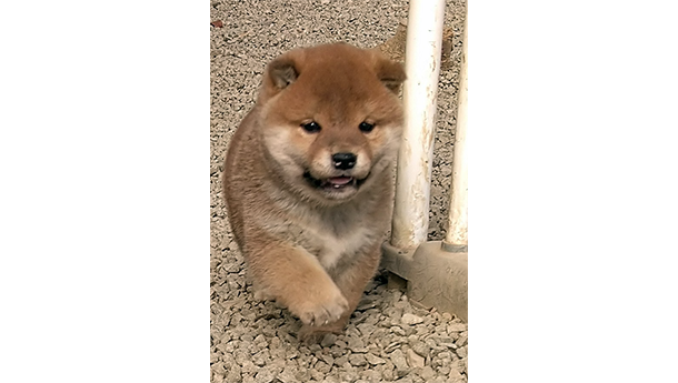 砂利の上を元気に歩く赤柴の子犬がこちらに近づいてくる様子