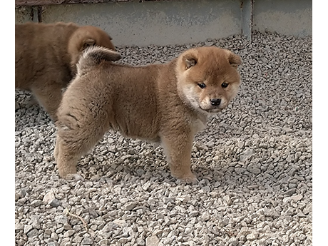砂利の上で元気にあそぶ赤柴の子犬がこちらを向いている様子