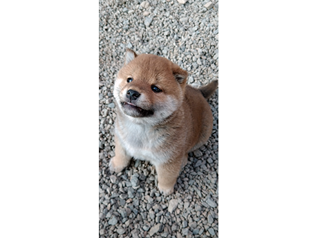 砂利の上で元気にあそぶ赤柴の子犬がこちらを見上げている様子