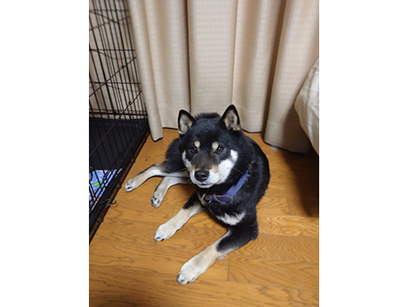 室内の床の上でくつろぐ黒柴犬がこちらを見上げている様子