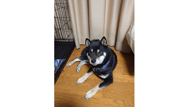 室内の床の上でくつろぐ黒柴犬がこちらを見上げている様子