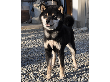 屋外の砂利の上で元気に立つ黒柴犬がこちらを見ている様子