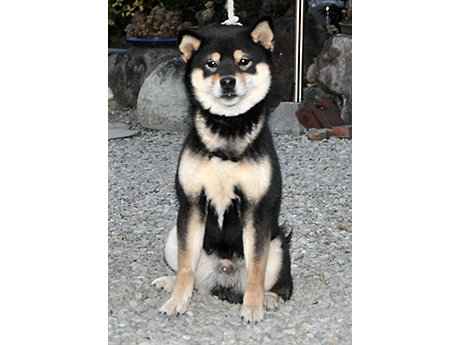 砂利の地面の上でおすわりする凛々しい黒柴犬の姿
