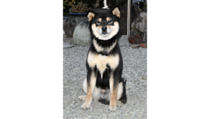 砂利の地面の上でおすわりする凛々しい黒柴犬の姿