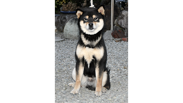 砂利の地面の上でおすわりする凛々しい黒柴犬の姿