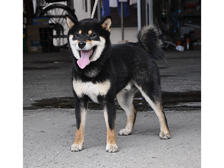 舌を出して元気いっぱいに立つ黒柴犬が屋外にいる様子