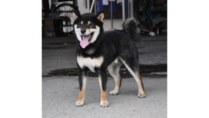 舌を出して元気いっぱいに立つ黒柴犬が屋外にいる様子