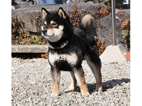 砂利の地面の上で凛々しく立つ黒柴犬の姿