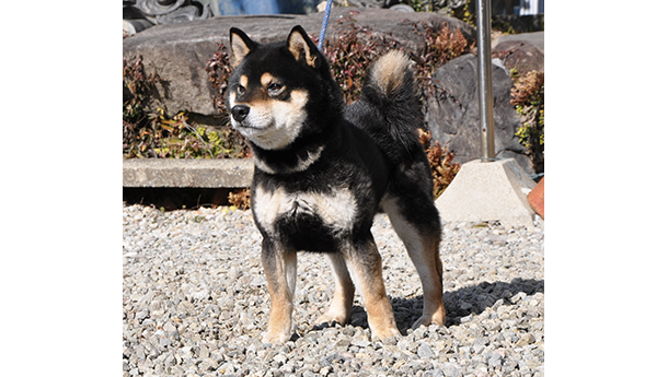 砂利の地面の上で凛々しく立つ黒柴犬の姿