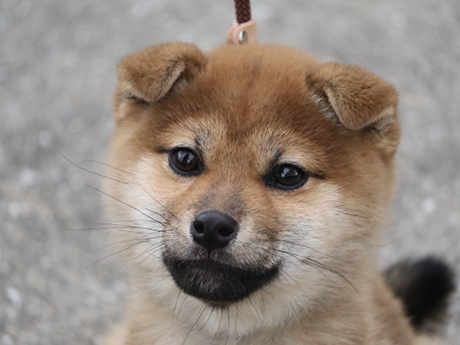 上を見上げている将来、美人になりそうな4か月の柴犬