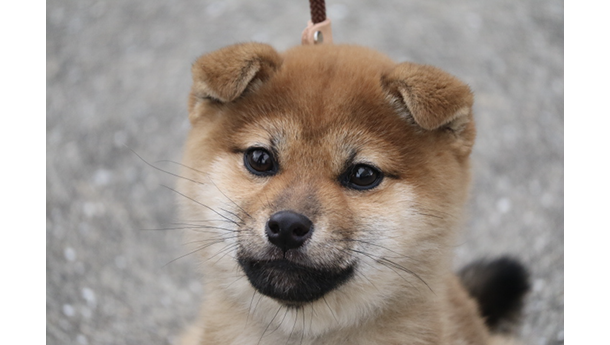 上を見上げている将来、美人になりそうな４か月の柴犬
