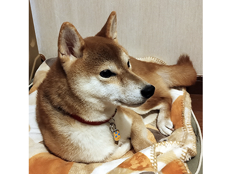 赤い首輪を付けた柴犬が毛布の上でくつろいで横を向いている様子