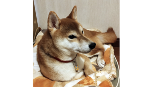 赤い首輪を付けた柴犬が毛布の上でくつろいで横を向いている様子