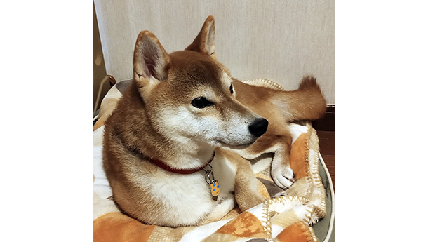 赤い首輪を付けた柴犬が毛布の上でくつろいで横を向いている様子