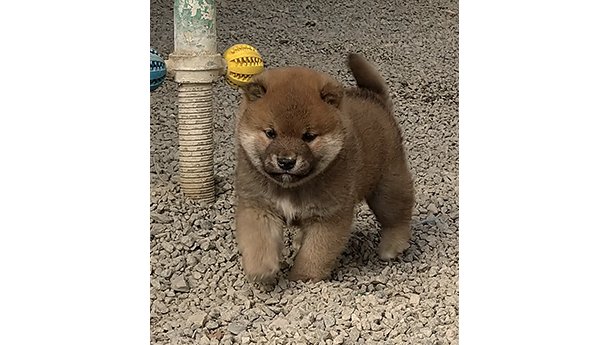 砂利の上を元気に歩く赤柴の子犬がこちらに近づいてくる様子