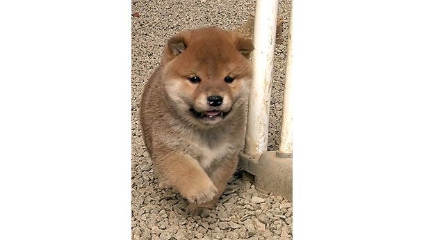 砂利の上を元気に歩く赤柴の子犬がこちらに近づいてくる様子