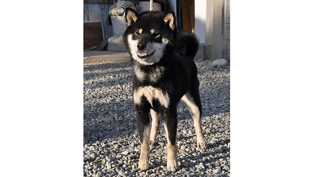 屋外の砂利の上で元気に立つ黒柴犬がこちらを見ている様子