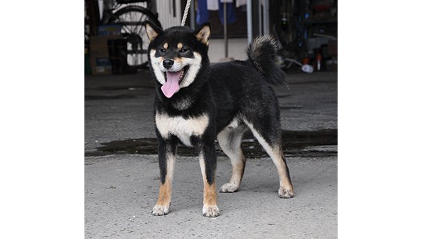 舌を出して元気いっぱいに立つ黒柴犬が屋外にいる様子