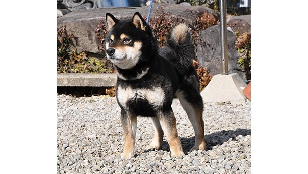 砂利の地面の上で凛々しく立つ黒柴犬の姿