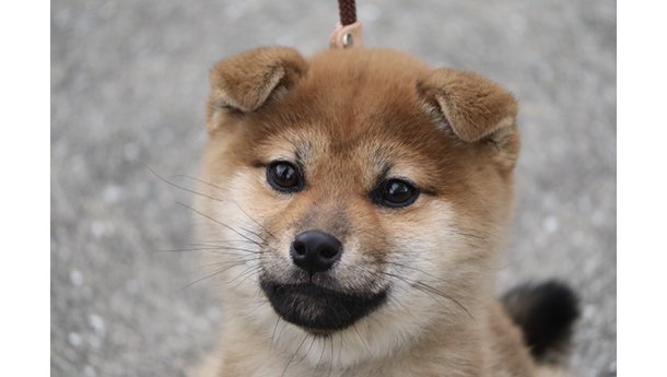 上を見上げている将来、美人になりそうな４か月の柴犬