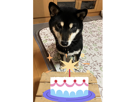 リビングでケーキを見つめる黒柴犬