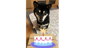 リビングでケーキを見つめる黒柴犬