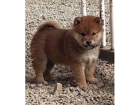 柴犬の子犬 2493-01