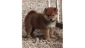 柴犬の子犬 2493-01