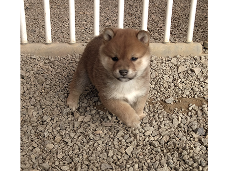 柴犬の子犬 2493-02