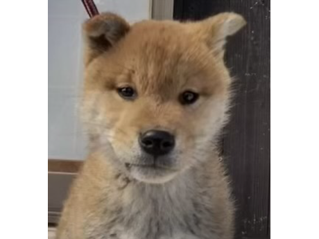 2026年1月1日生まれ赤柴犬の子犬