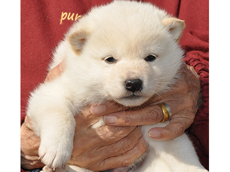 2026年2月12日生まれ白柴犬の子犬