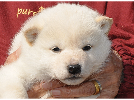 2026年2月12日生まれ白柴犬の子犬