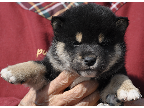 2026年2月12日生まれ黒柴犬の子犬