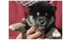 2026年2月12日生まれ黒柴犬の子犬