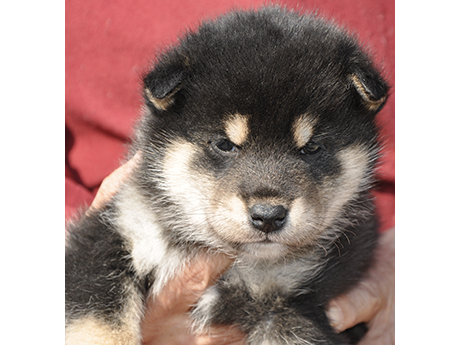 2026年2月12日生まれ黒柴犬の子犬