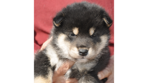 2026年2月12日生まれ黒柴犬の子犬