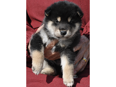 2026年2月12日生まれ黒柴犬の子犬