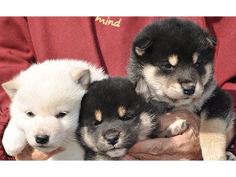 2026年2月12日生まれ3頭の子犬