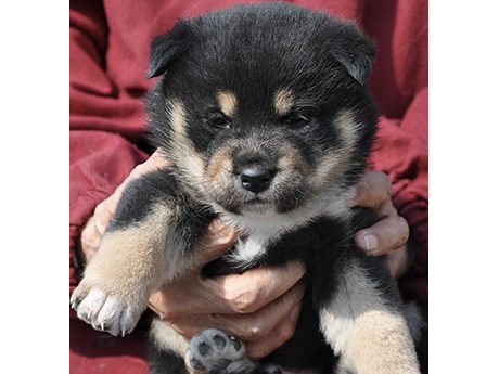 2026年2月13日生まれ黒柴犬の子犬