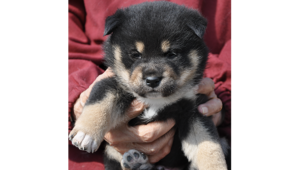 2026年2月13日生まれ黒柴犬の子犬