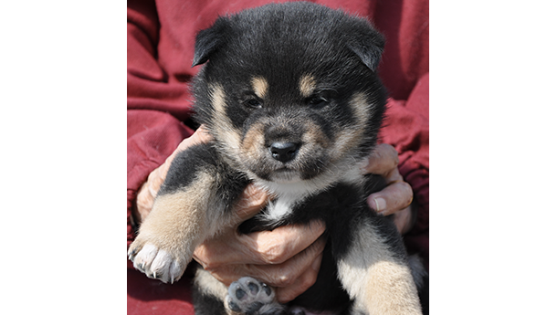 2026年2月13日生まれ黒柴犬の子犬