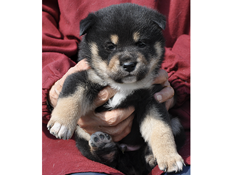 2026年2月13日生まれ黒柴犬の子犬